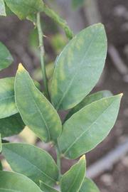               Sun leaves (Doctor Strong, Riverside,   CA)   