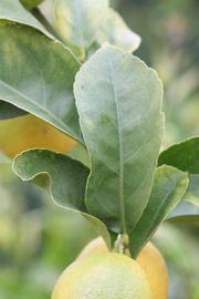                 Unifoliolate leaf (Doctor Strong, Riverside,   CA)       
