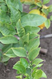               Sun leaves (Doctor Strong, Riverside,   CA)   