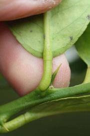                 Petiole (Doctor Strong, Riverside,   CA)       