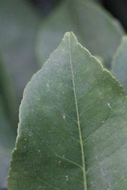                 Margin (Doctor Strong, Riverside,   CA)       