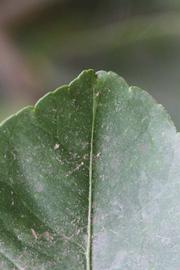                 Margin (Doctor Strong, Riverside,   CA)       