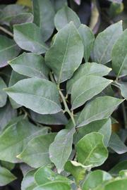               Sun leaves (Doctor Strong, Riverside,   CA)   