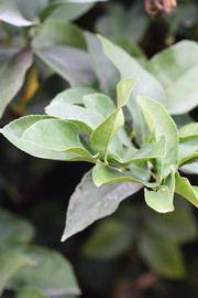               Sun leaves (Doctor Strong, Riverside,   CA)   