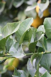               Sun leaves (Doctor Strong, Riverside,   CA)   