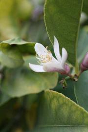                 Flower (Doctor Strong, Riverside,   CA)       