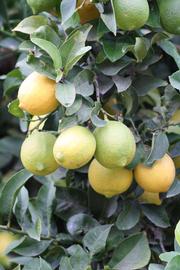                 Fruit (Doctor Strong, Riverside,   CA)       