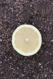                 Fruit cross-section (Doctor Strong, Riverside,   CA)       