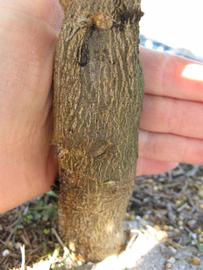              Bark (Winter Haven, FL)       