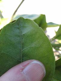              Margin (Winter Haven, FL)       