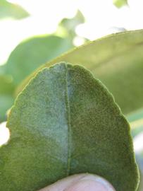              Margin (Winter Haven, FL)       