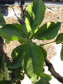            Shade leaves (Winter Haven, FL)   