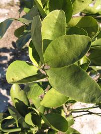            Sun leaves (Winter Haven, FL)   