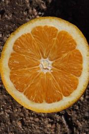              Fruit cross-section (Riverside, CA)       