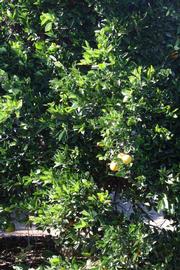            Habit (Riverside, CA)   