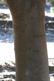              Bark (Riverside, CA)       
