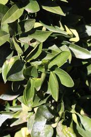            Sun leaves (Riverside, CA)   