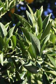            Sun leaves (Riverside, CA)   