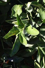            Sun leaves (Riverside, CA)   