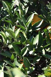            Sun leaves (Riverside, CA)   