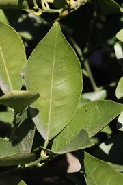              Unifoliolate leaf (Riverside, CA)       