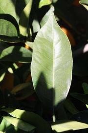              Unifoliolate leaf (Riverside, CA)       