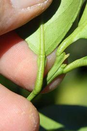              Petiole (Riverside, CA)       