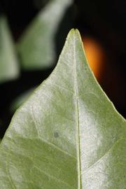              Margin (Riverside, CA)       