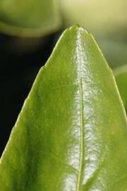              Margin (Riverside, CA)       