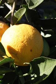              Fruit (Riverside, CA)       