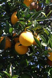              Fruit (Riverside, CA)       