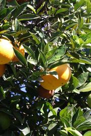              Sun leaves (Riverside, CA)       