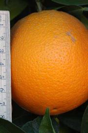              Fruit (Riverside, CA)       