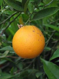            Fruit (Riverside, CA)   