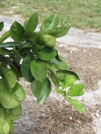              Sun leaves (Winter Haven, FL)       