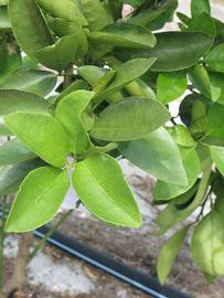              Sun leaves (Winter Haven, FL)       