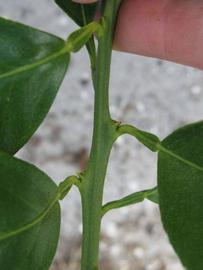            First year twig (Winter Haven, FL)   