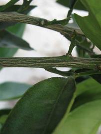              Second - third year twig (Winter Haven, FL)       