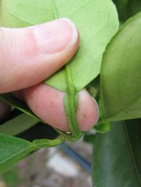              Petiole (Winter Haven, FL)       