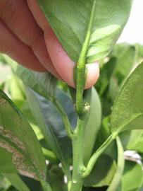              Petiole (Winter Haven, FL)       