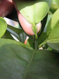              Petiole (Winter Haven, FL)       