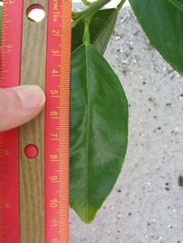              Unifoliolate leaf (Winter Haven, FL)       