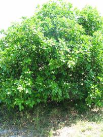            Habit (Winter Haven, FL)   