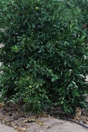            Habit (Riverside, CA)   