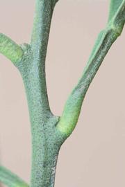            First year twig (Riverside, CA)   