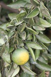              Sun leaves (Riverside, CA)       