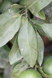              Unifoliolate leaf (Riverside, CA)       