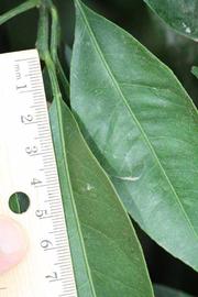              Unifoliolate leaf (Riverside, CA)       