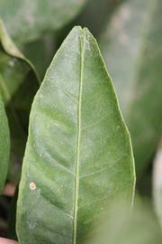              Margin (Riverside, CA)       