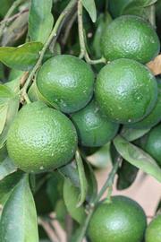            Immature fruit (Riverside, CA)   